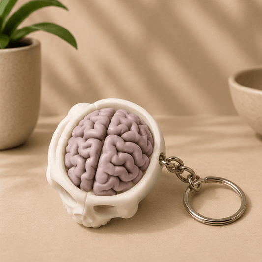 White skull fidget keychain viewed from above, showing the full pink brain detail inside the open skull cap.